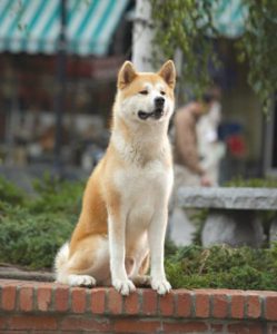 hachi-the-dog-that-waited