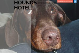 Hounds-Hotel-Canine-Customer-Experience-2